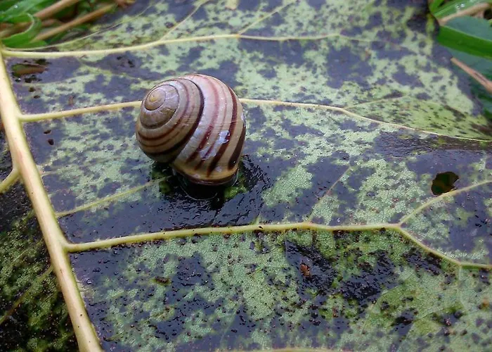 Hotel Restaurant In D'ouwe Peel *