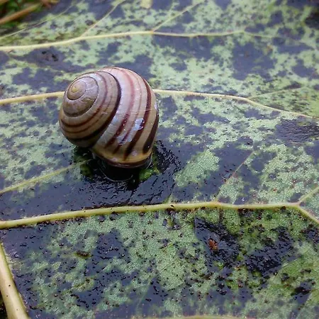 Hotel Restaurant In D'ouwe Peel *