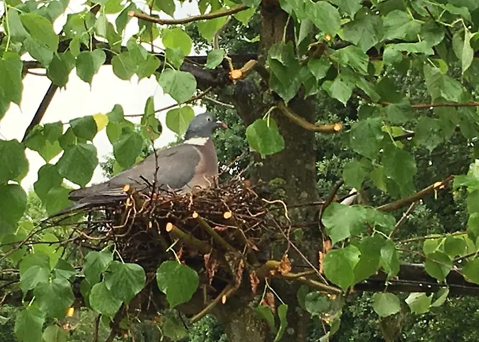 Ξενοδοχείο Restaurant In D'ouwe Peel